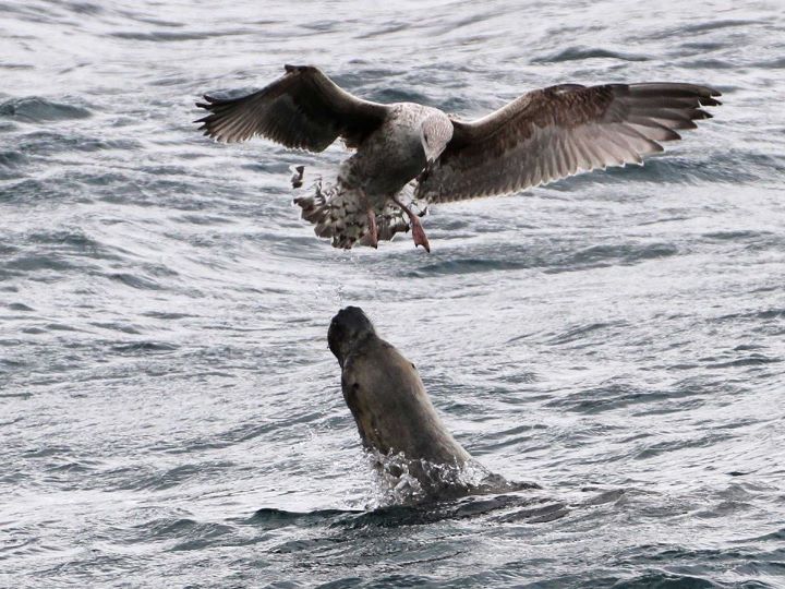 Seal tries to eat seagull.jpg
