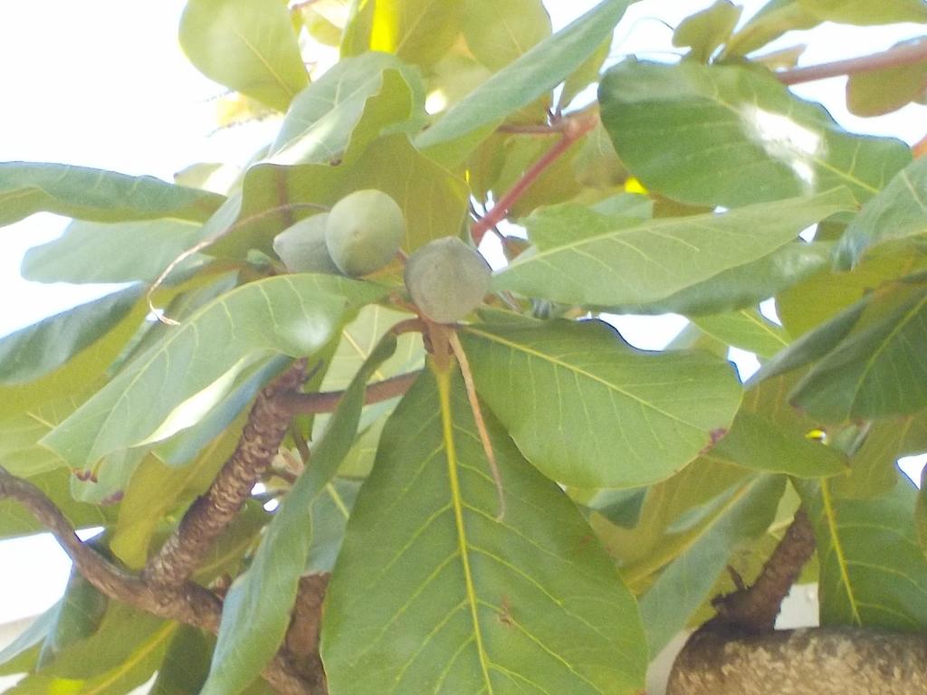 Almonds growing1920.JPG