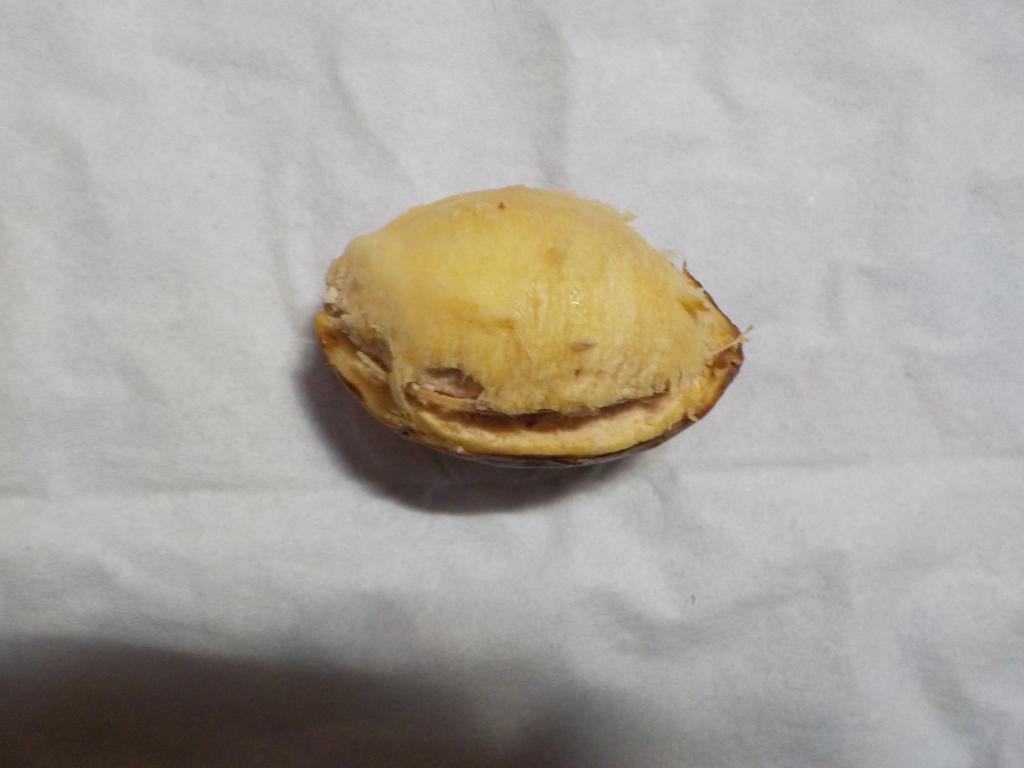 Almond nut outer skin removed, showing fibrous husk1930.JPG