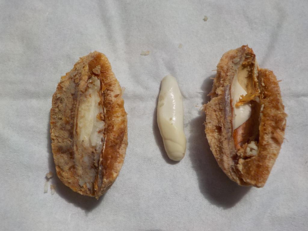 Almond hard shell cracked open with whiite nut1932.JPG