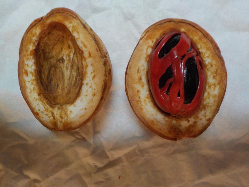 Nutmeg with red mace coving inside shell.JPG
