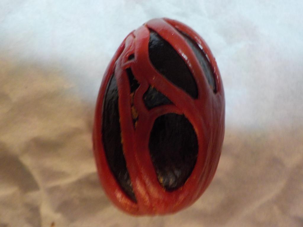 Nutmeg with red mace covering.JPG