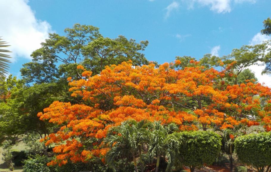 Immortelle tree in full bloom.JPG