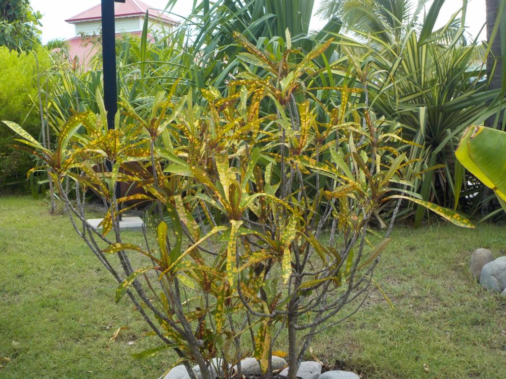 marina plant.JPG