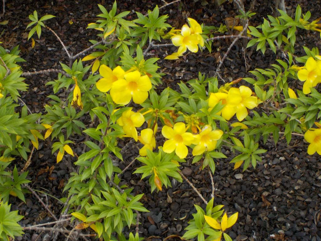 Yellow  Marina plants.JPG
