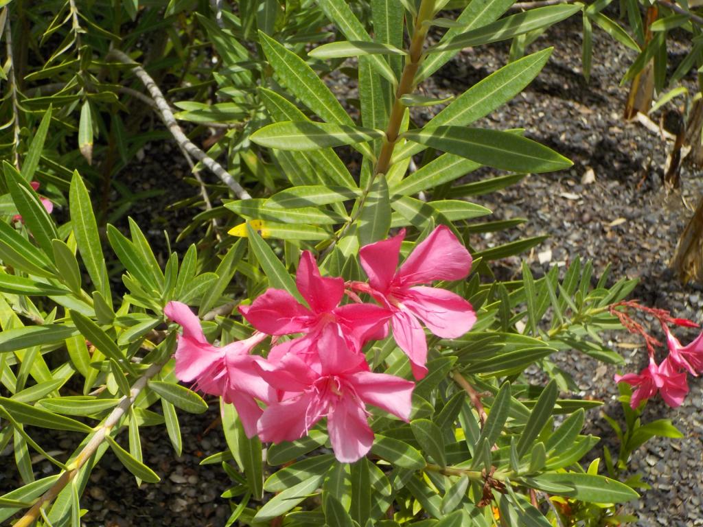 Pink Marina Plants.JPG