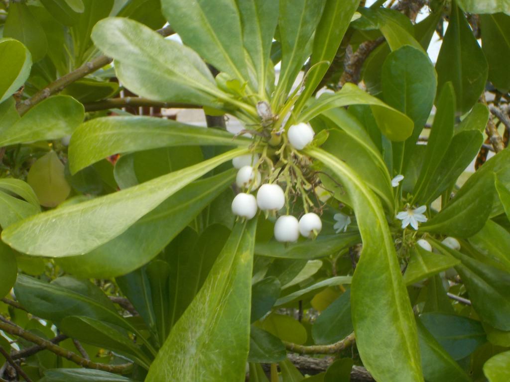 White Berry pant at pool.JPG
