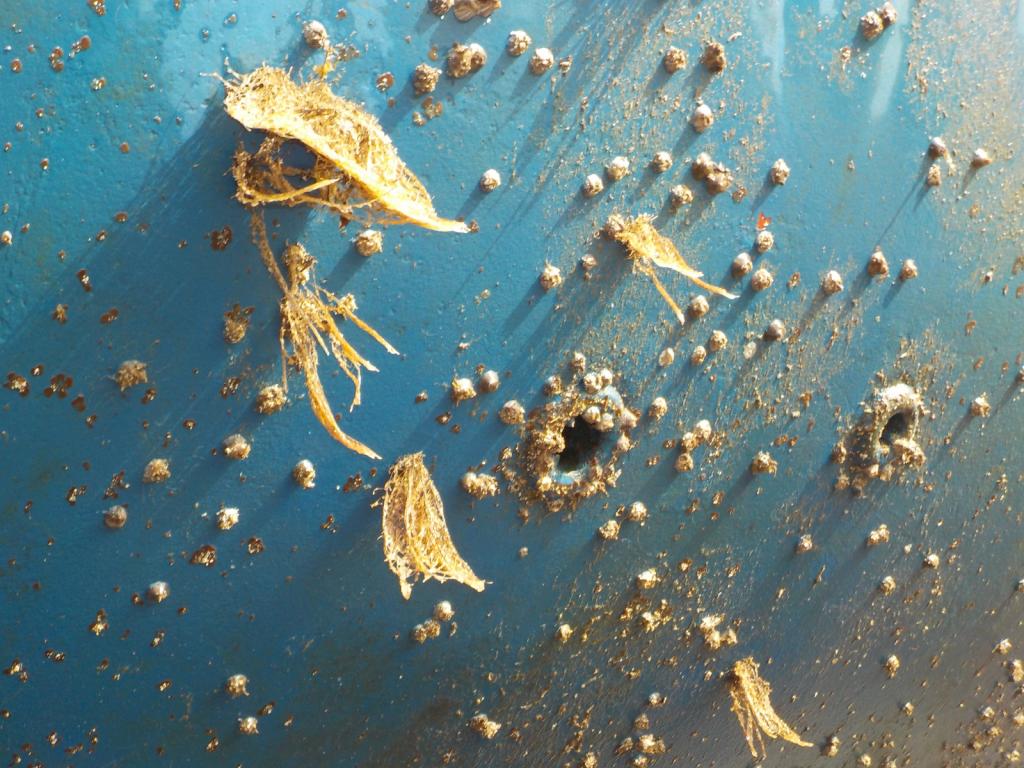 7 Few stray barnacles and some  hairy growth.jpeg