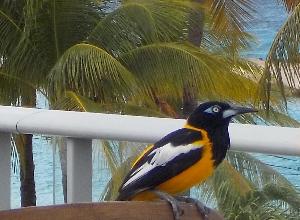 Local bird at the topless beach.jpeg