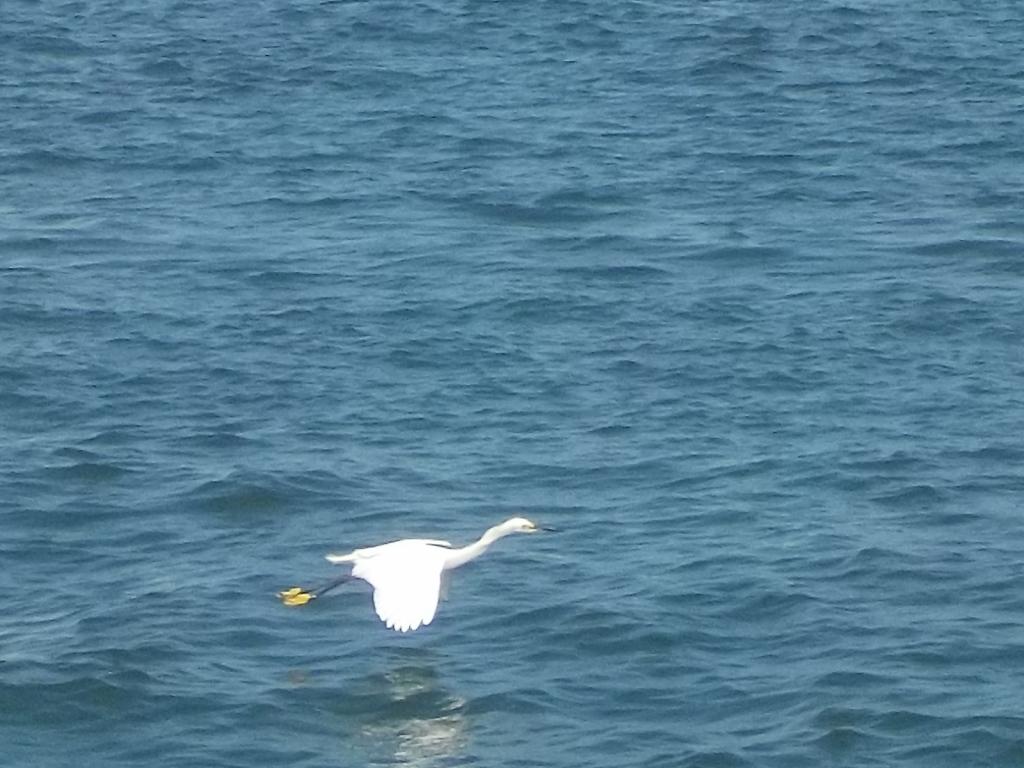 Yellow footed Igret fishing.jpeg