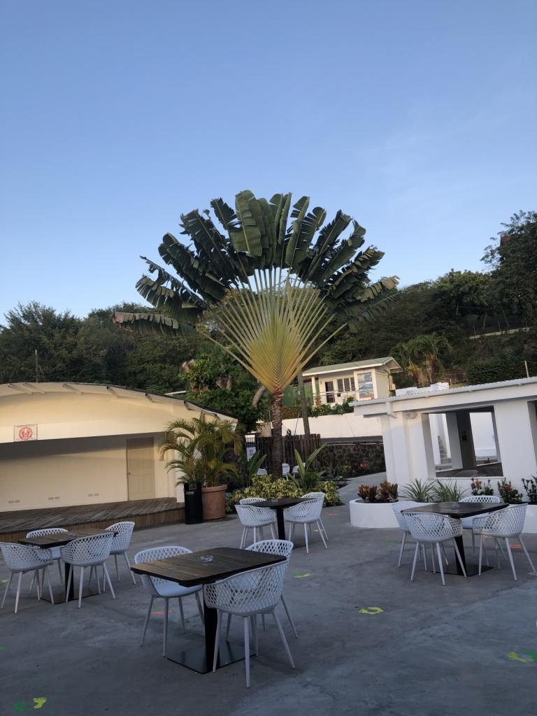 Prickly Bay Marina palm.jpeg