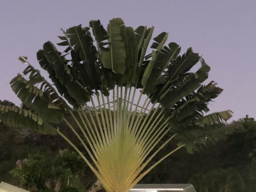 Fan Palm Prickly Bay Marina.jpeg