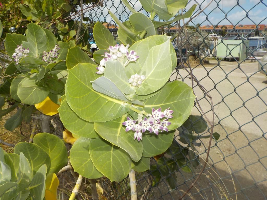 Cactus in flower at the dock.jpeg