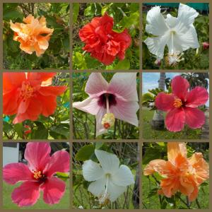 Hibiscus, various.jpeg