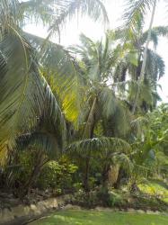 Edge of the jungle.jpeg
