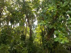 Jungle edge.jpeg