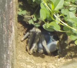 Shy coconut crab in its burrow.jpeg