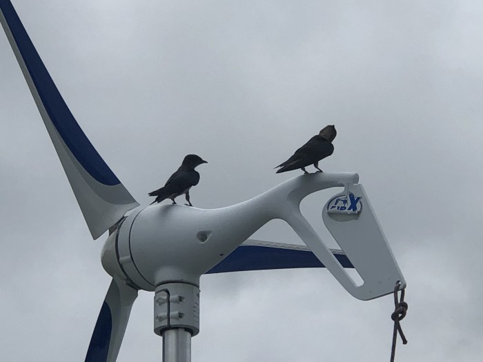 A pair of House Martins.jpeg