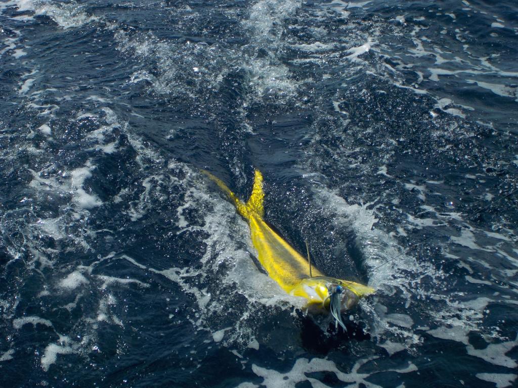 Mahi Mahi almost on board.jpg