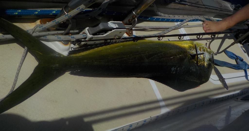 Mahi Mahi landed.jpg