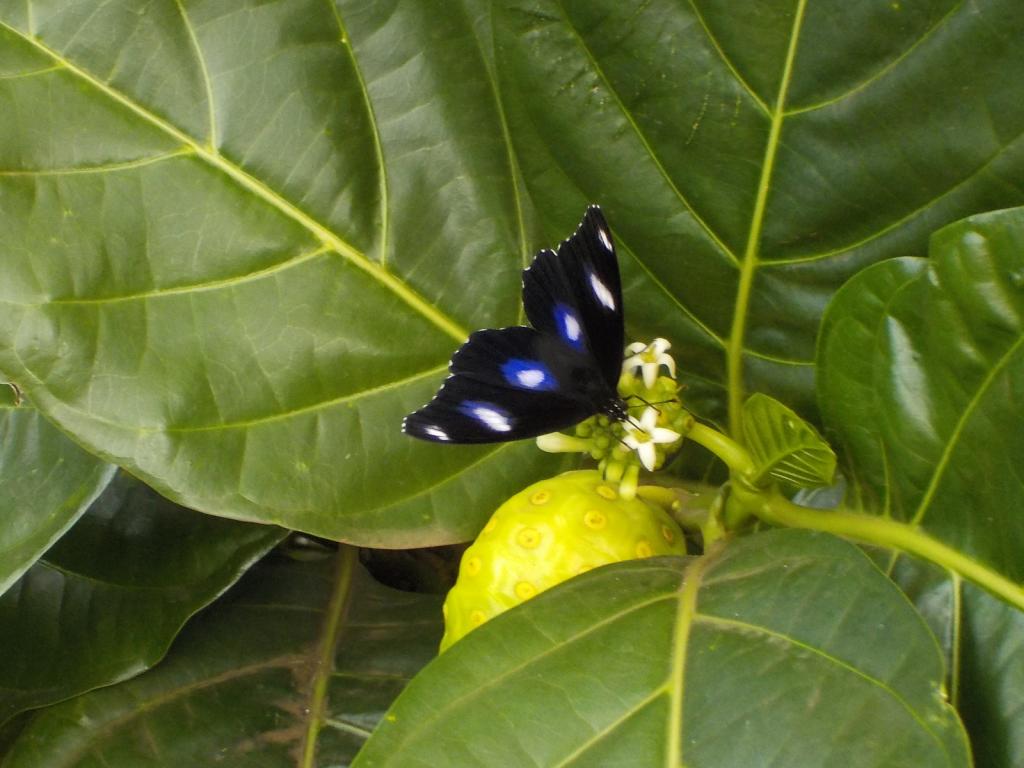 Butterfly.jpeg