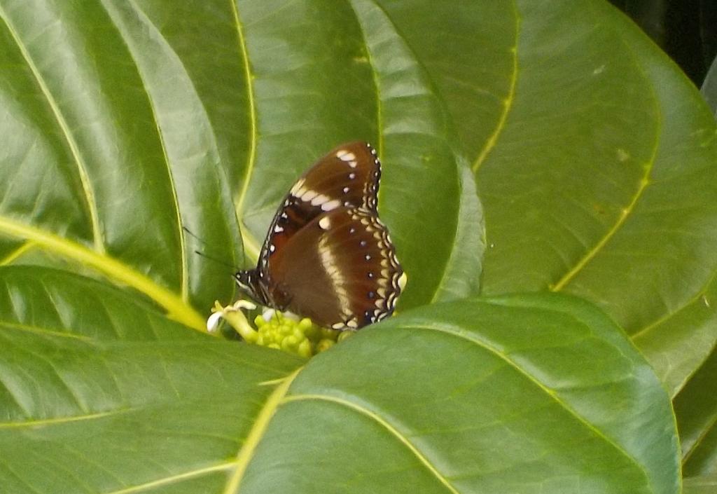 Butterfly.jpeg