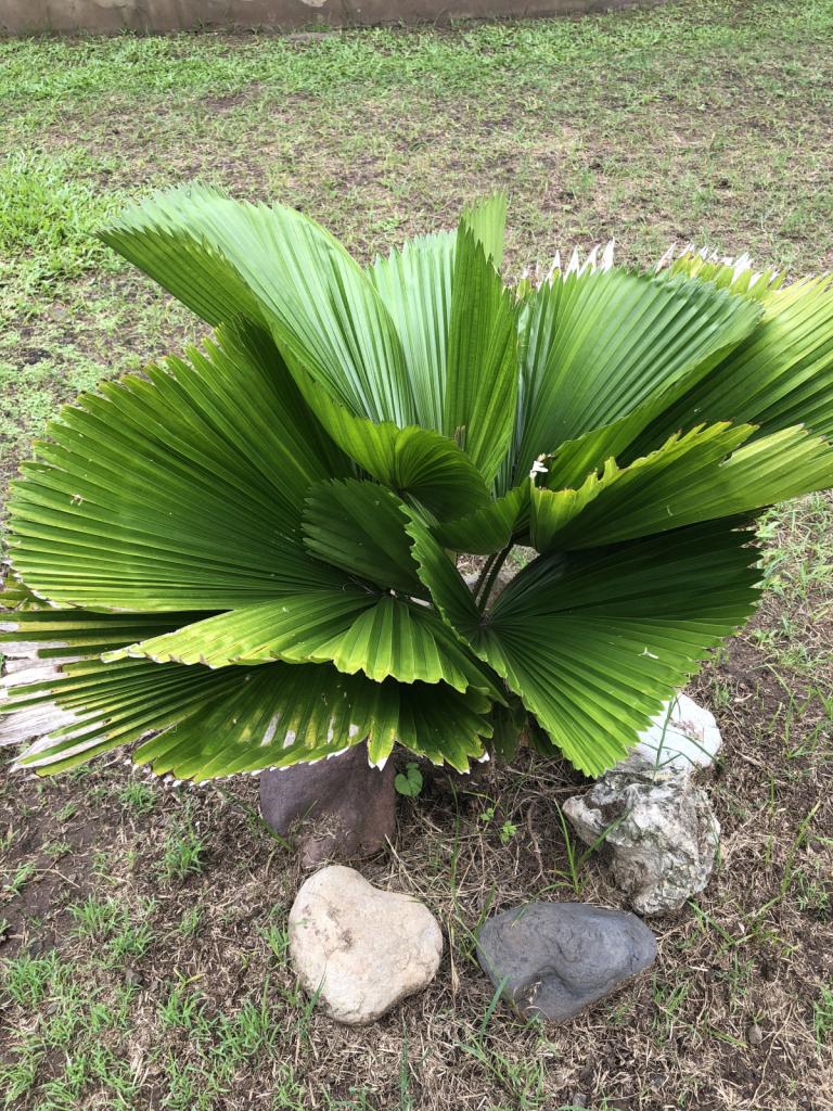 Fan palm.jpeg
