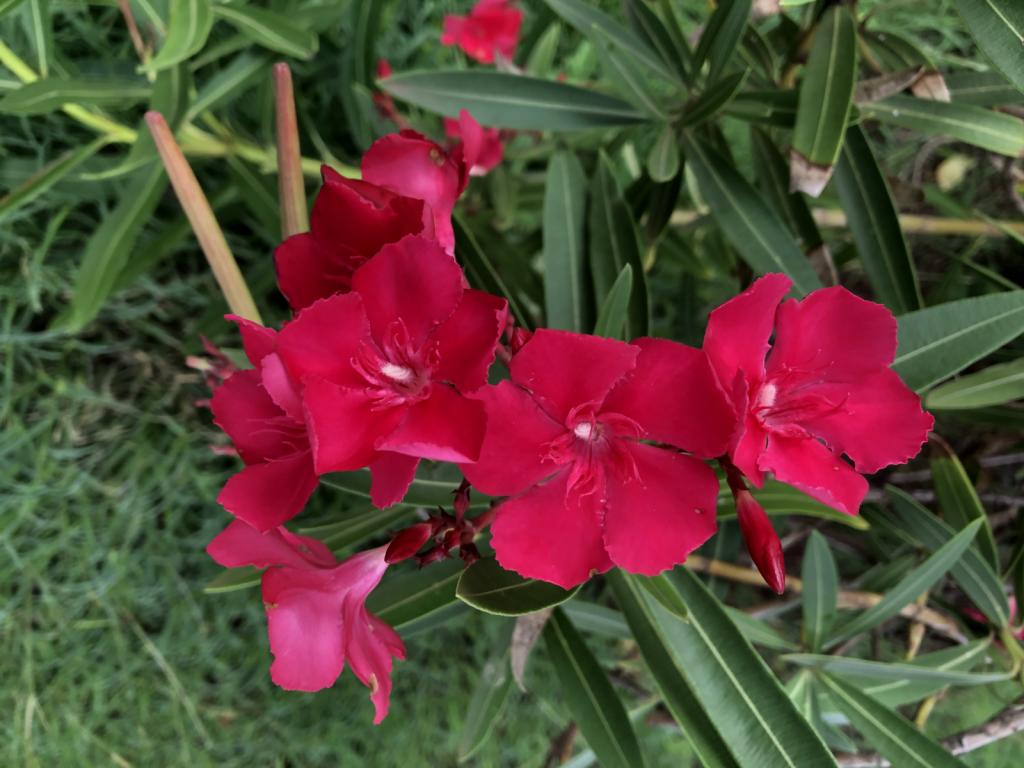 Flowers, Hibiscus like.jpeg