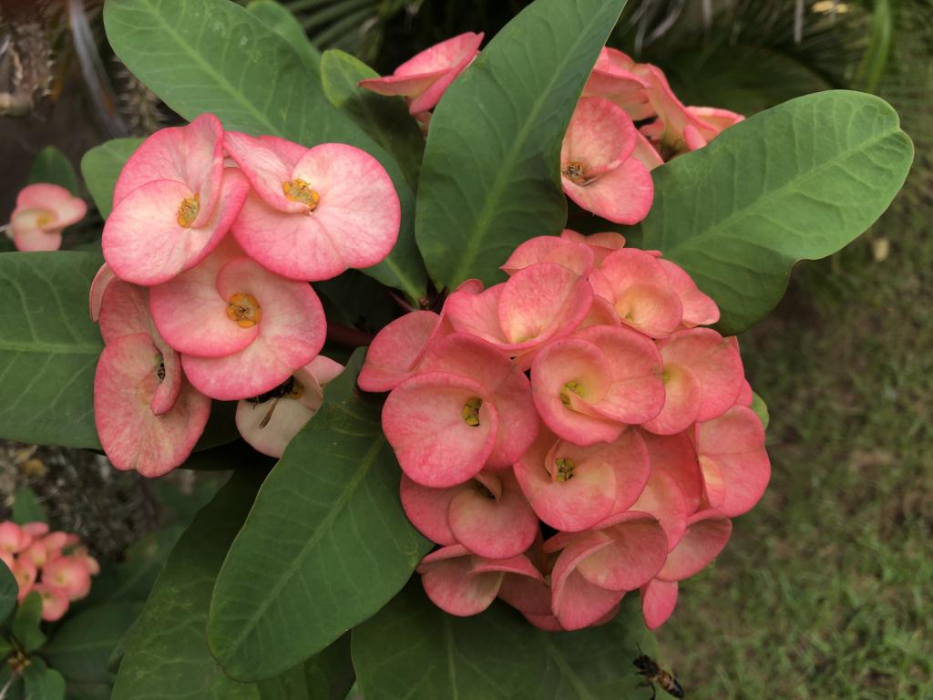 Flowers.jpeg