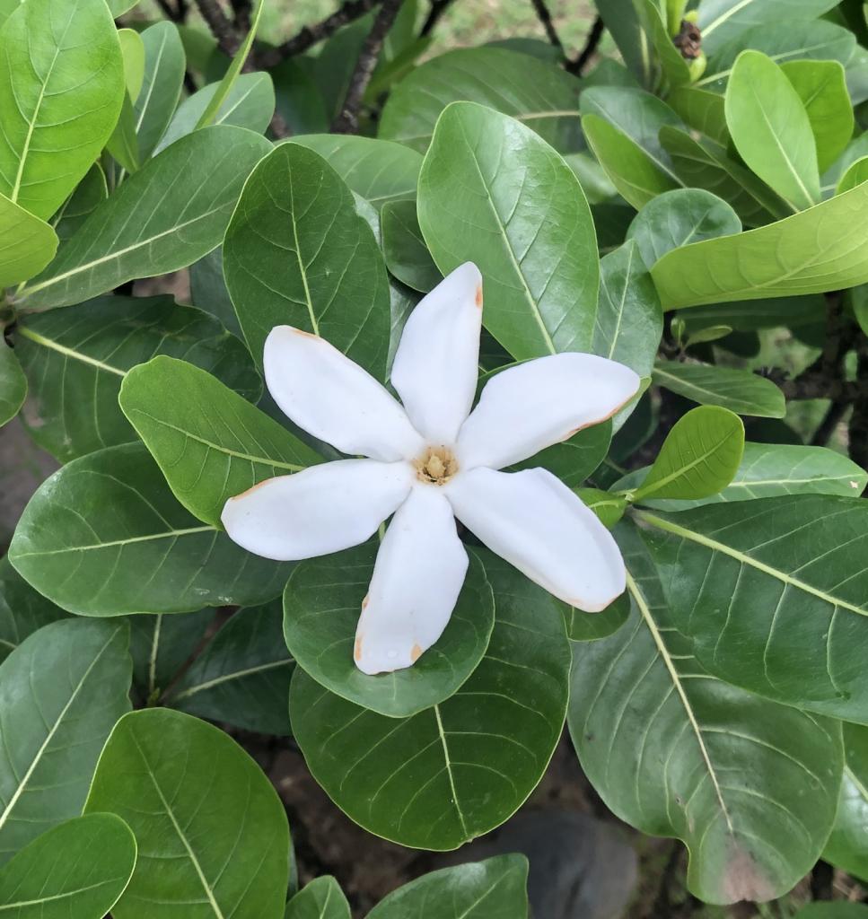 More Polynesian flowers.jpeg