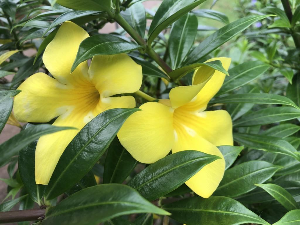 Polynesian Flowers.jpeg