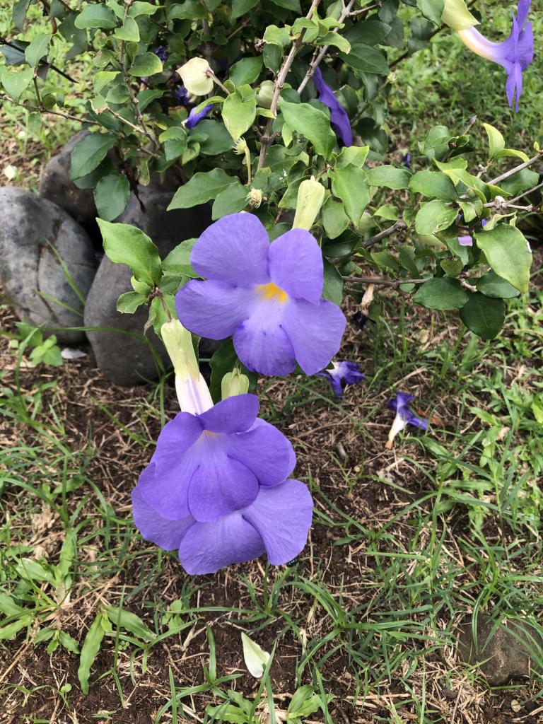 Purple Trumpet Flowers.jpeg