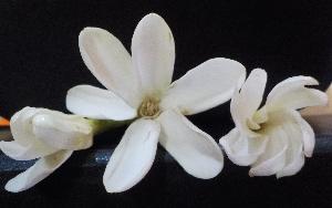 Tiare-local Gardenia- National Flower.jpeg