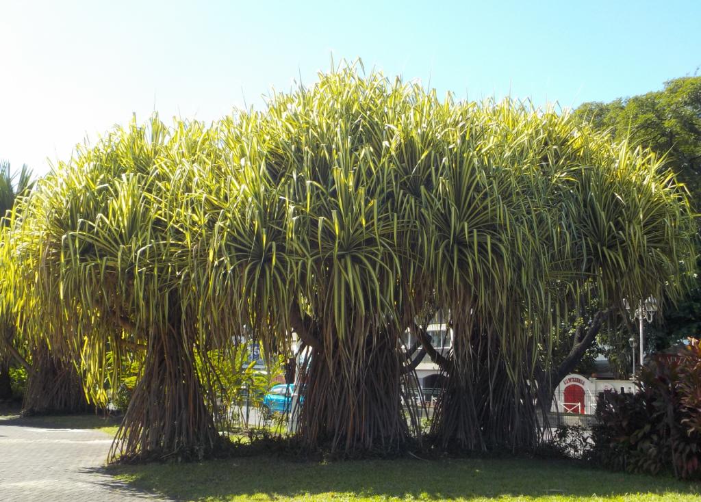 3457massive palms.jpeg