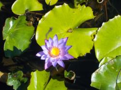 3463Waterlily.jpeg