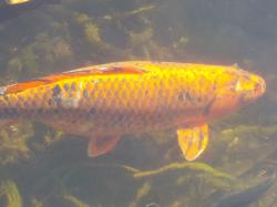3466Massive Koi in Water feature.jpeg