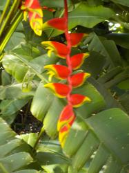 3467Crab claw plant.jpeg