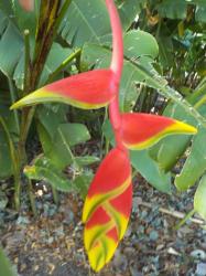 3468Crab claw plant.jpeg